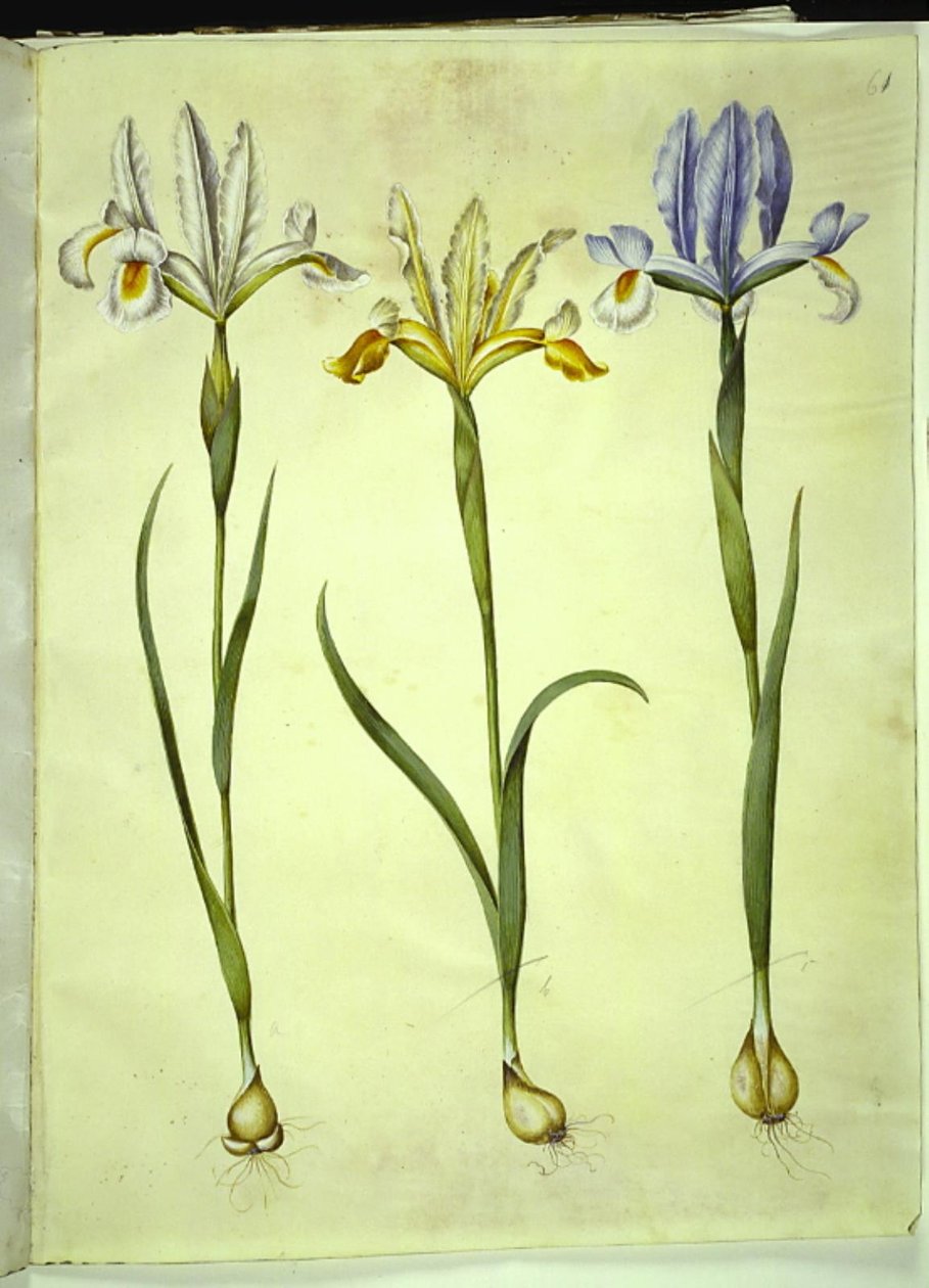 Iris xiphium (spanische Iris) oder Iris latifolia (englische Iris); Iris xiphium (spanische Iris) von Hans Simon Holtzbecker
