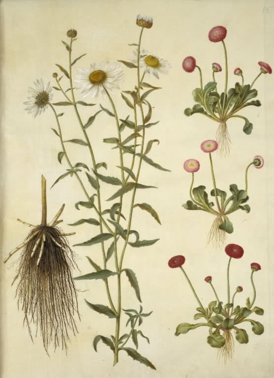 Leucanthemum vulgare (Weiße Margerite); Bellis perennis (Gänseblümchen) von Hans Simon Holtzbecker