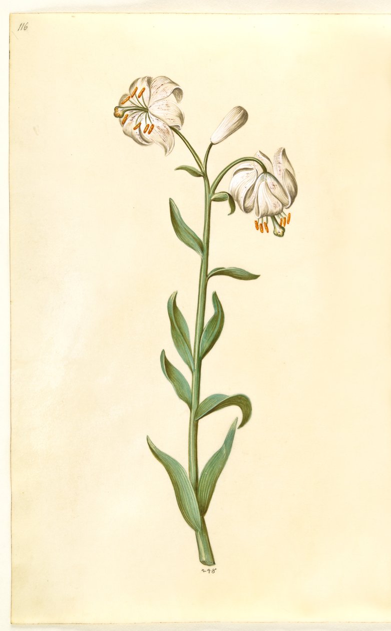 Lilium martagon (Türkenbundlilie) von Hans Simon Holtzbecker
