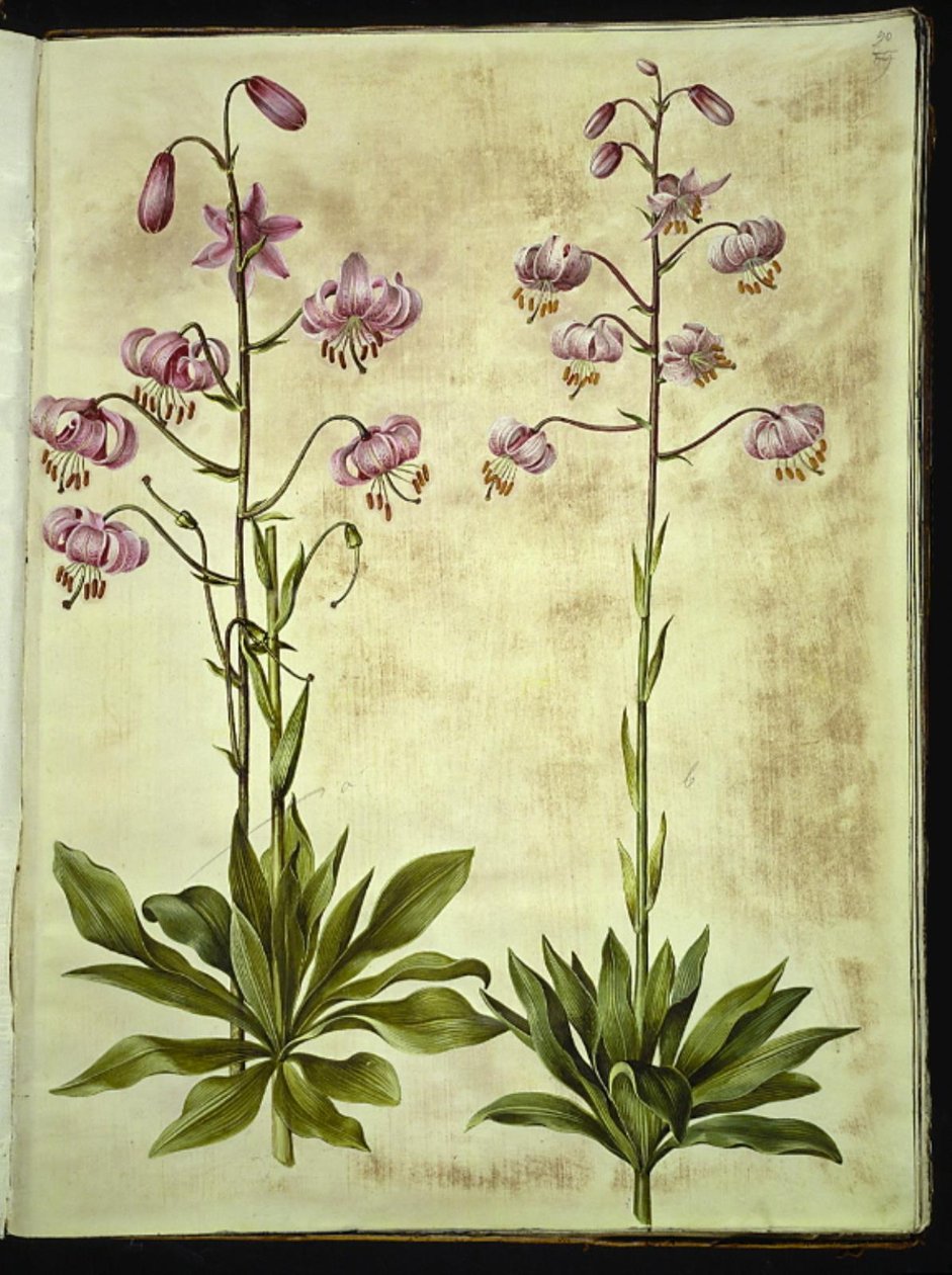 Lilium martagon (Türkenbundlilie) von Hans Simon Holtzbecker