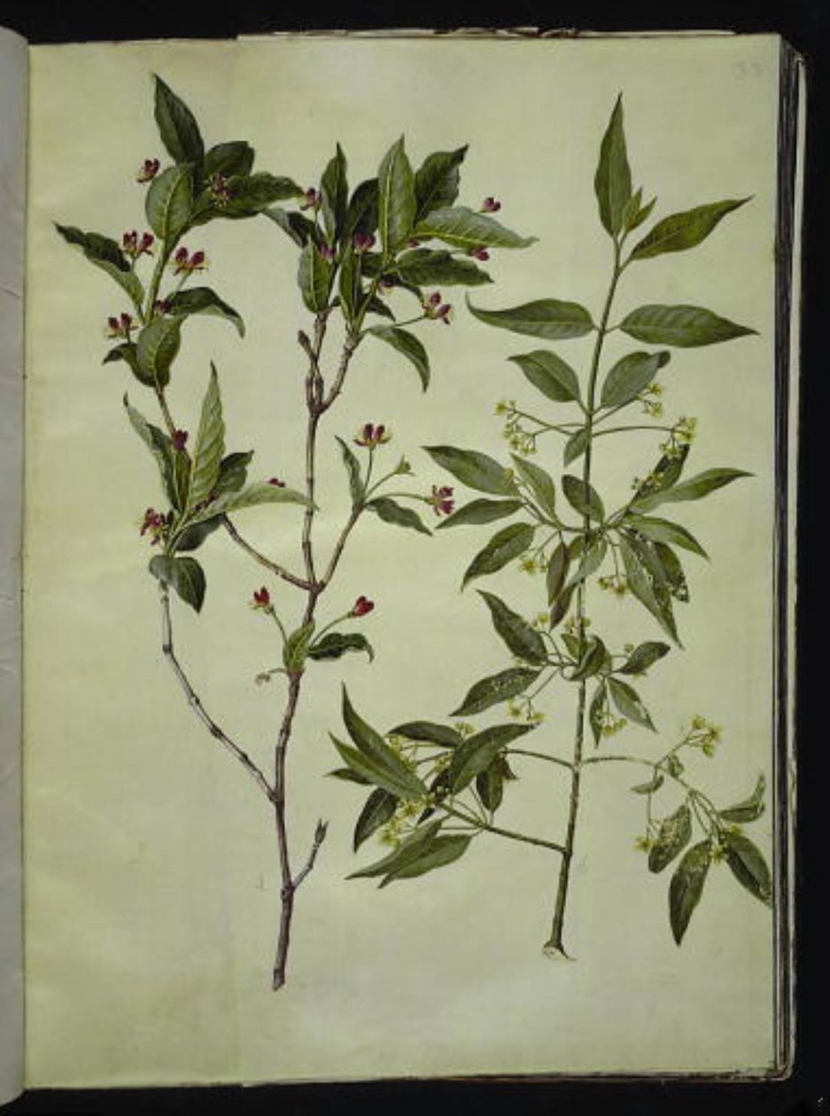 Lonicera alpigena (Alpen-Heckenkirsche); Euonymus europaeus (Gemeines Pfaffenhütchen) von Hans Simon Holtzbecker