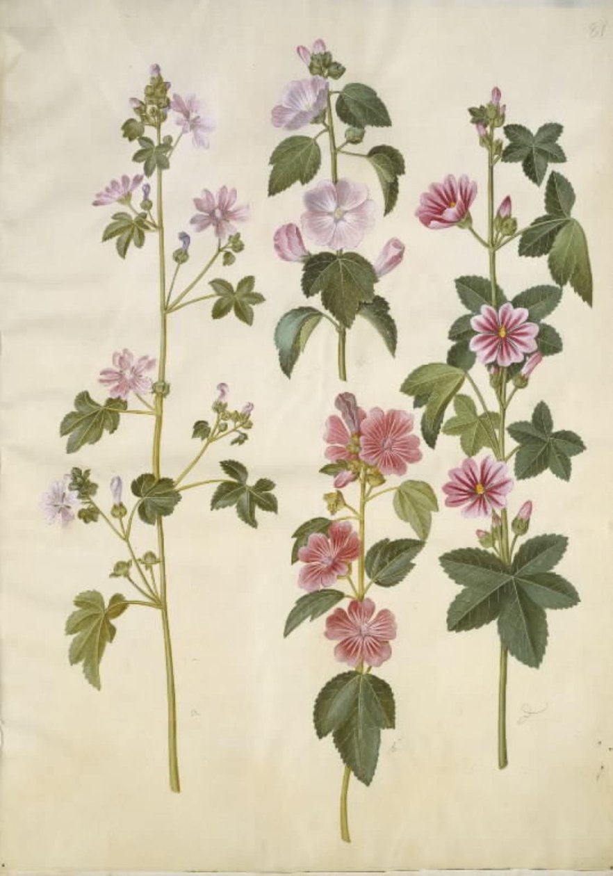 Malva sylvestris (gewöhnliche Malve); Lavatera thuringiaca (deutsche Pappelrose) von Hans Simon Holtzbecker