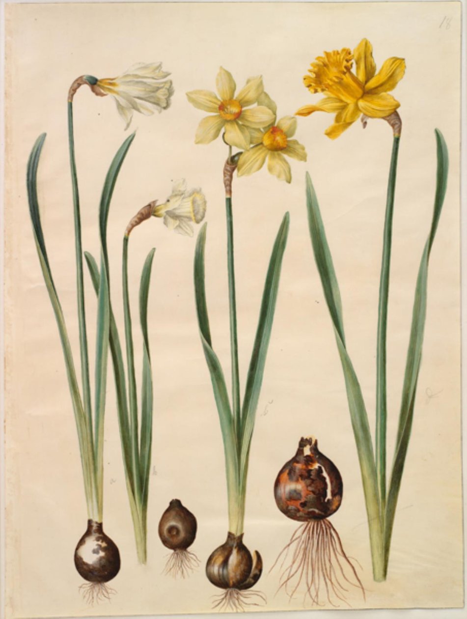 Narcissus pseudonarcissus moschatus (Moschus-Narzisse); Narcissus ×medioluteus (Zweiblütige Narzisse); Narcissus pseudonarcissus major (Große Osterglocke) von Hans Simon Holtzbecker