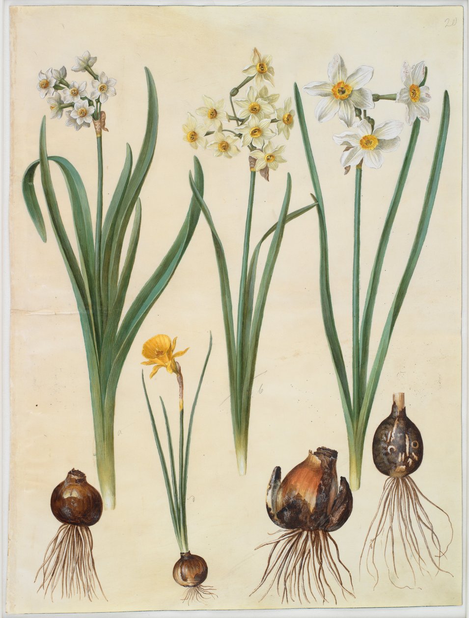 Narzisse tazetta; Narzisse orientalis; Corbularia bulbocodium von Hans Simon Holtzbecker