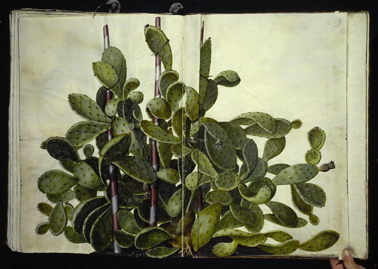 Opuntia ficus-indica, Opuntia humifusa oder Opuntia monacantha (Art der Feigenkaktus) von Hans Simon Holtzbecker