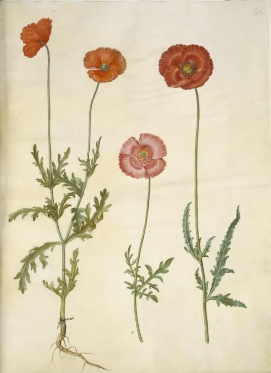 Papaver dubium (Zaun-Mohn); Papaver rhoeas (Korn-Mohn) von Hans Simon Holtzbecker