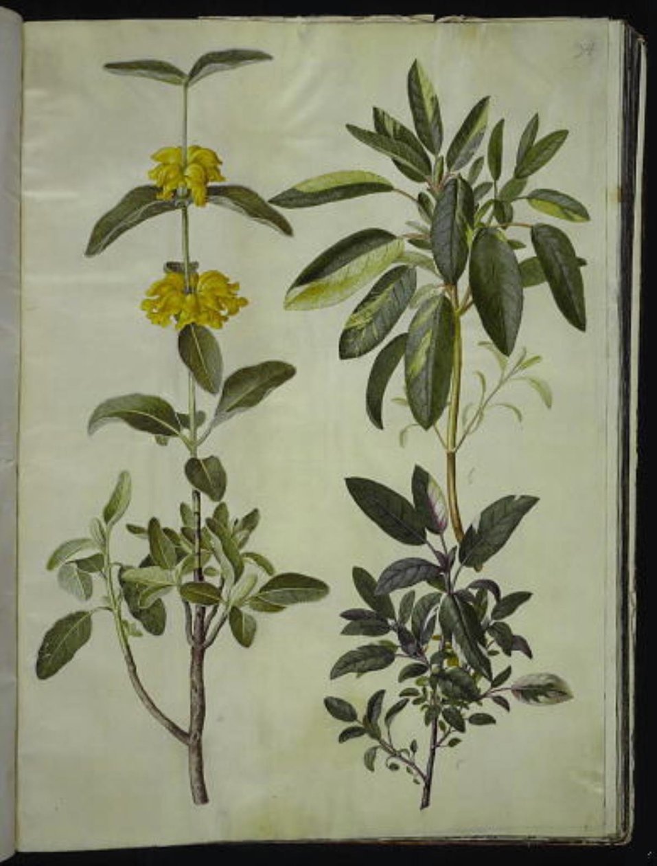 Phlomis fruticosa (gewöhnlicher Löwenschwanz); Salvia officinalis (Heil-Salbei) von Hans Simon Holtzbecker