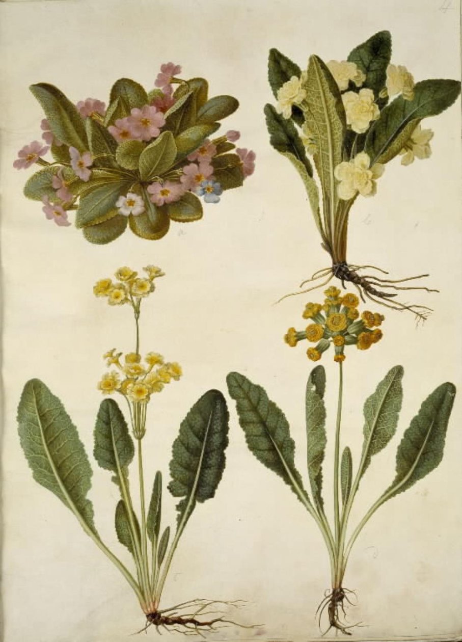 Primula vulgaris (Karnevals-Schlüsselblume); Primula vulgaris (Hybrid der großblumigen Schlüsselblume); Primula veris (Hybrid der hohlen Schlüsselblume) von Hans Simon Holtzbecker