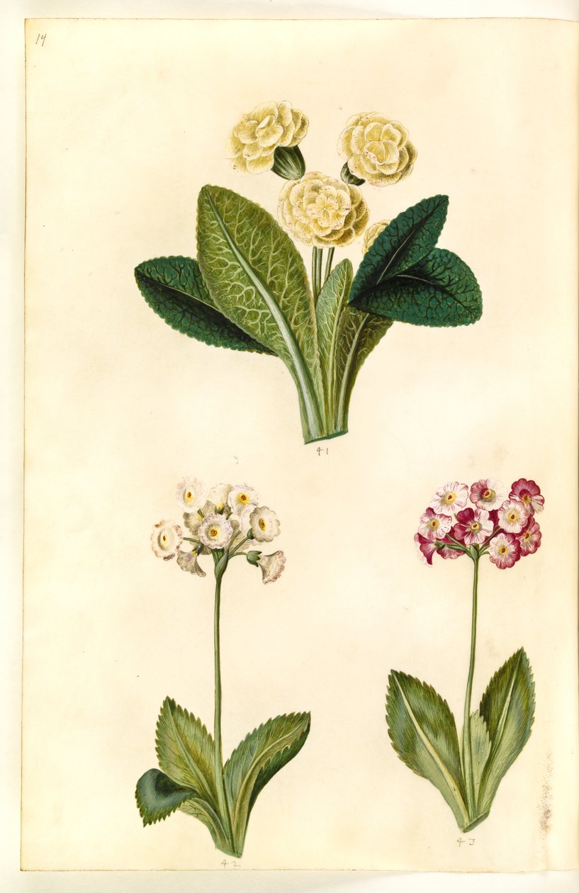 Primula vulgaris (Großblütige Schlüsselblume); Primula ×pubescens (Garten-Aurikel) von Hans Simon Holtzbecker