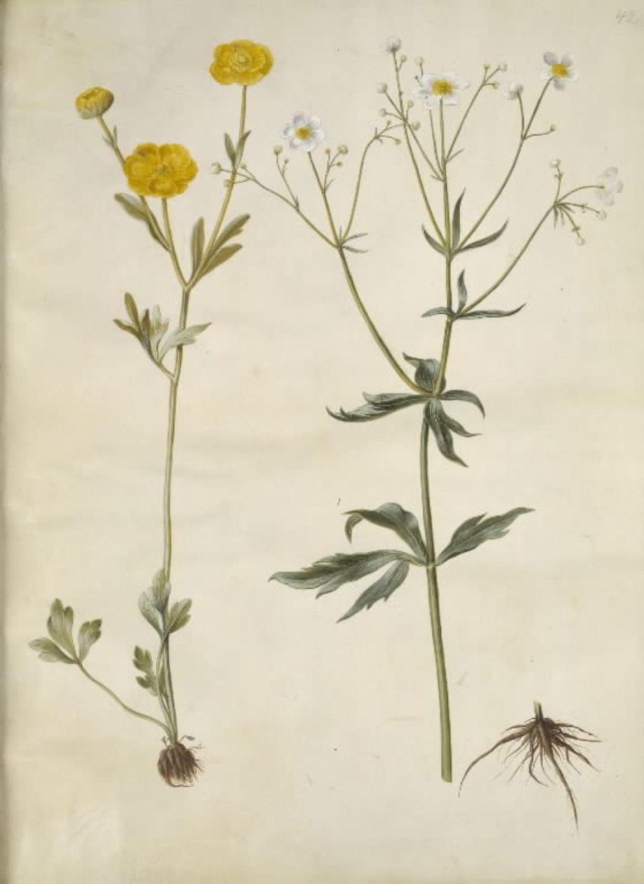 Ranunculus monspeliacus (Seiden-Ranunkel); Ranunculus aconitifolius (Eisenhutblättrige Ranunkel) von Hans Simon Holtzbecker