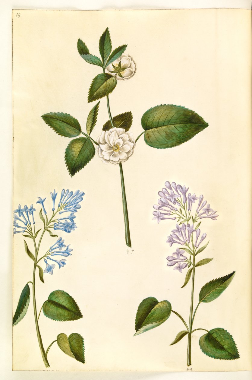 Rosa (?) (Rose); Syringa vulgaris (Gemeiner Flieder) von Hans Simon Holtzbecker
