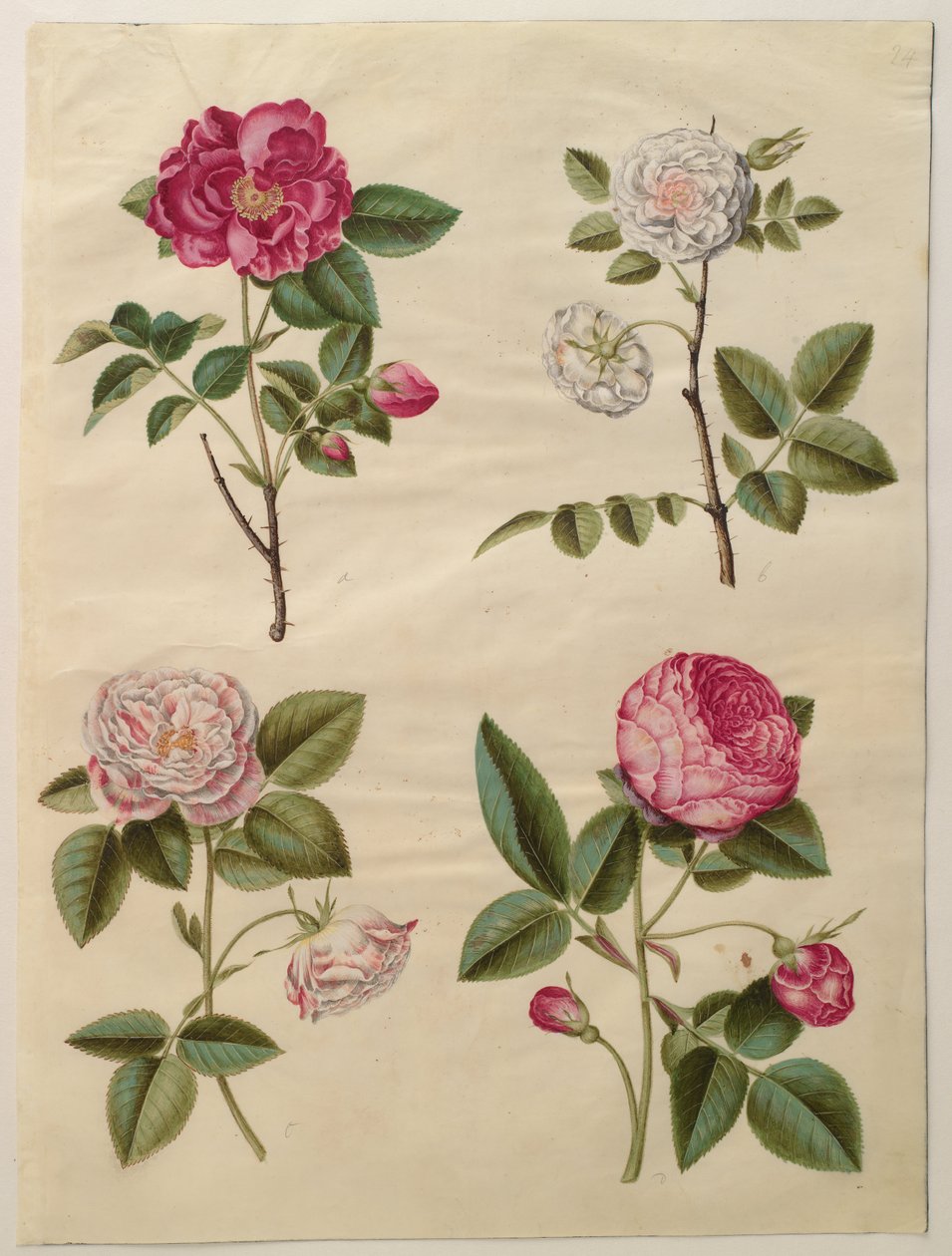 Rosa gallica von Hans Simon Holtzbecker
