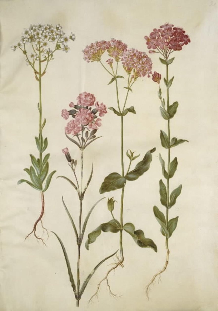 Saxifraga paniculata (Klippen-Steinbrech); Silene viscaria (Gemeines Leimkraut); Silene armeria (Knäuel-Leimkraut) von Hans Simon Holtzbecker