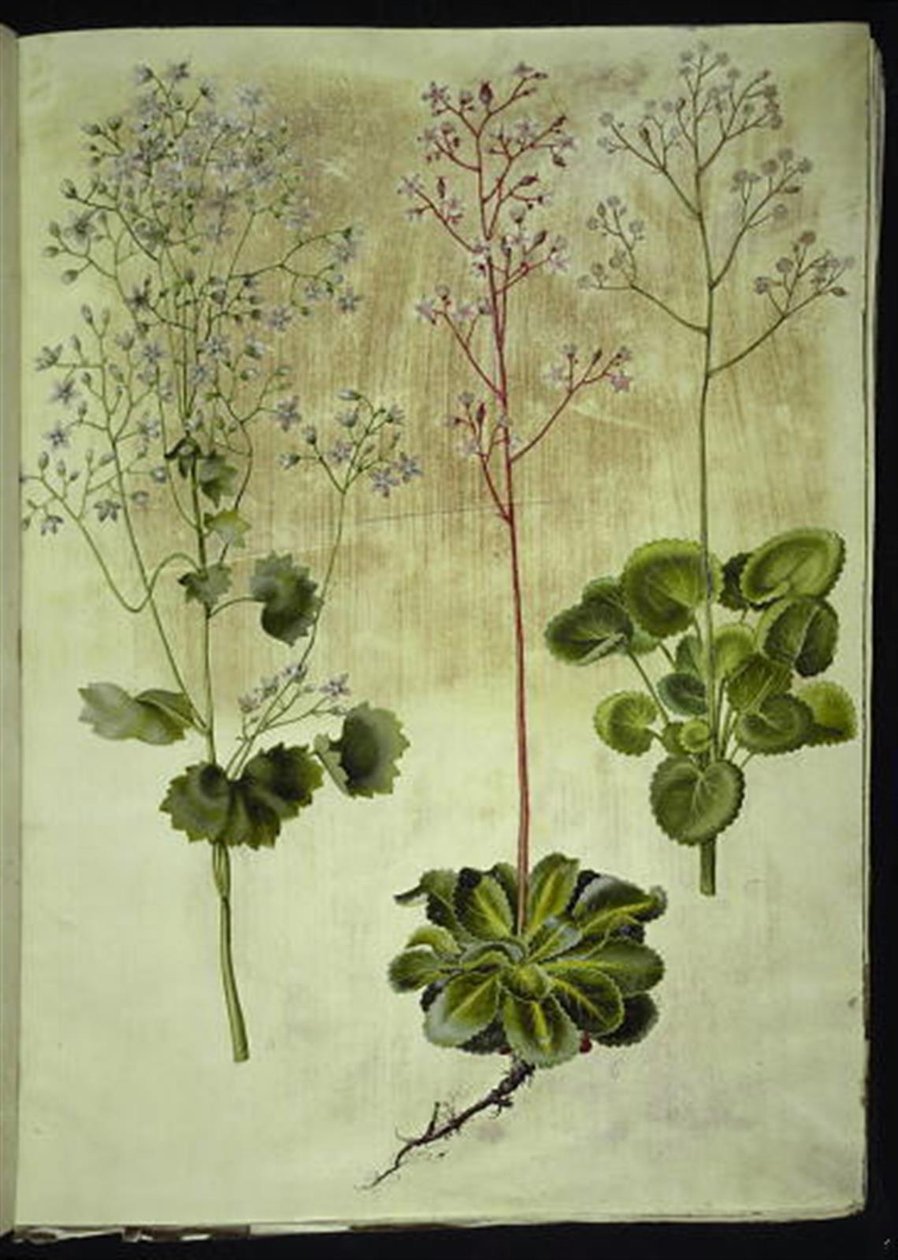 Saxifraga rotundifolia (Rundblättriger Steinbrech); Saxifraga umbrosa (Schatten-Steinbrech); Saxifraga geum (Porzellanblume) von Hans Simon Holtzbecker