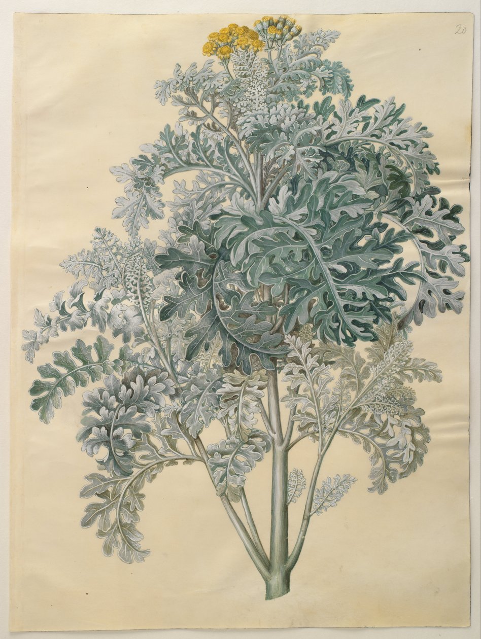 Senocio bicolor von Hans Simon Holtzbecker