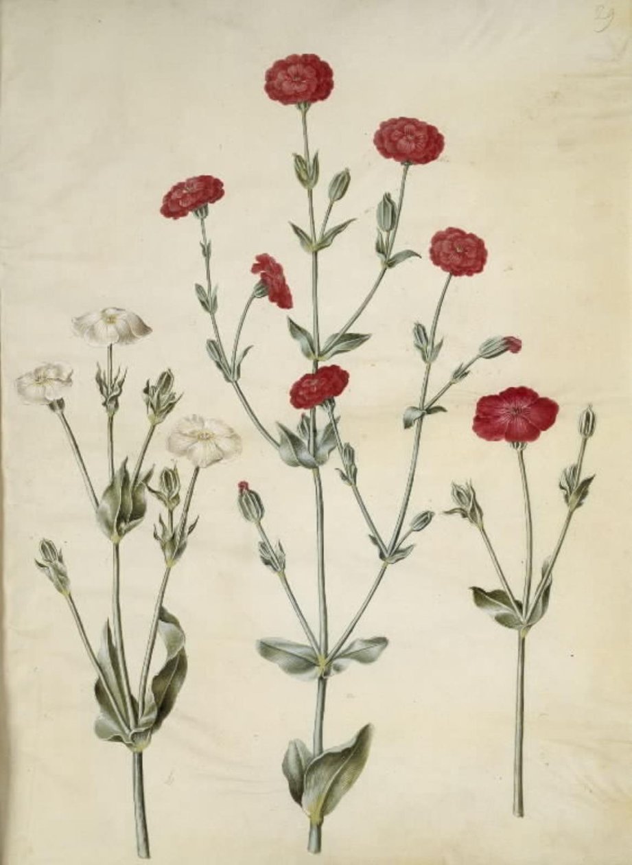 Silene coronaria (Kranz-Leimkraut) von Hans Simon Holtzbecker