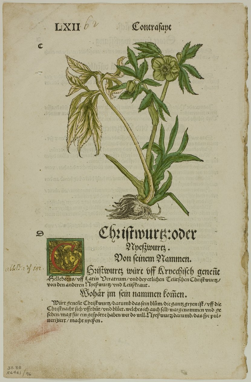 Christwurz (Hellebore) aus Herbarium, Tafel 96 aus Holzschnitten aus Büchern des 16. Jahrhunderts von Hans Weiditz, II