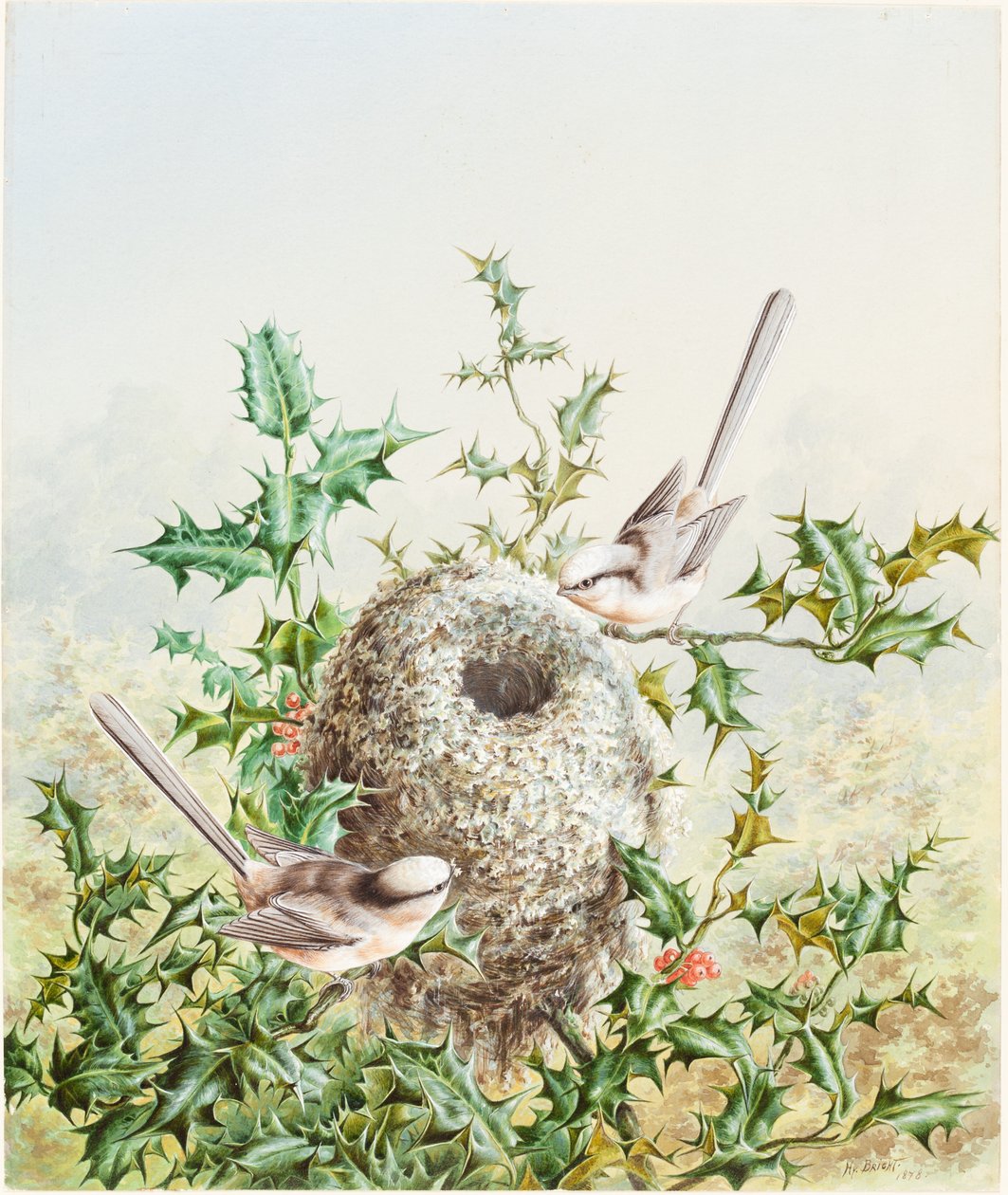 Korallenammern und ihr Nest in einem Stechpalmenbaum von Harry Bright