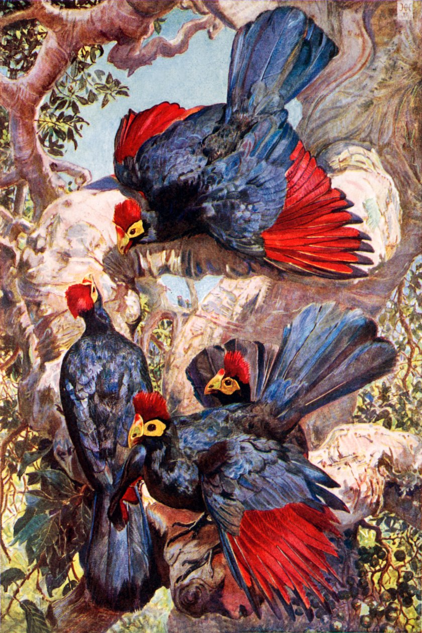 Violette Bananenfresser von Harry Hamilton (after) Johnston