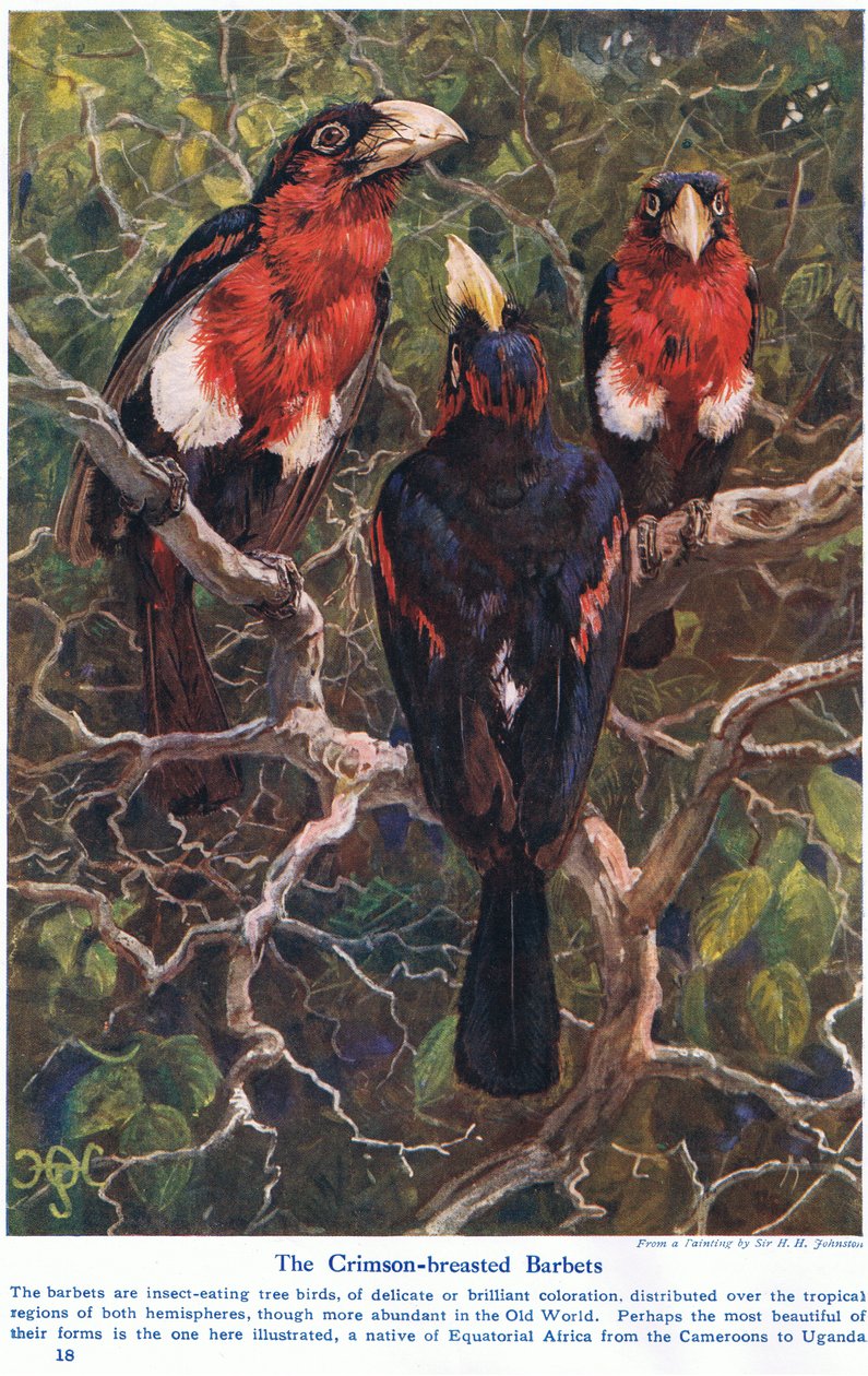 Purpurkronen-Bartvögel, Illustration aus 