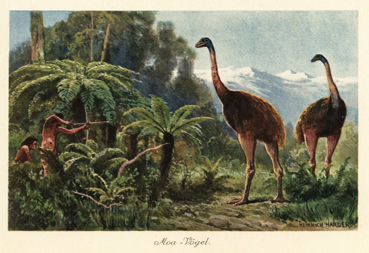 Moa-Vögel, die von Männern mit Pfeil und Bogen gejagt werden von Heinrich Harder