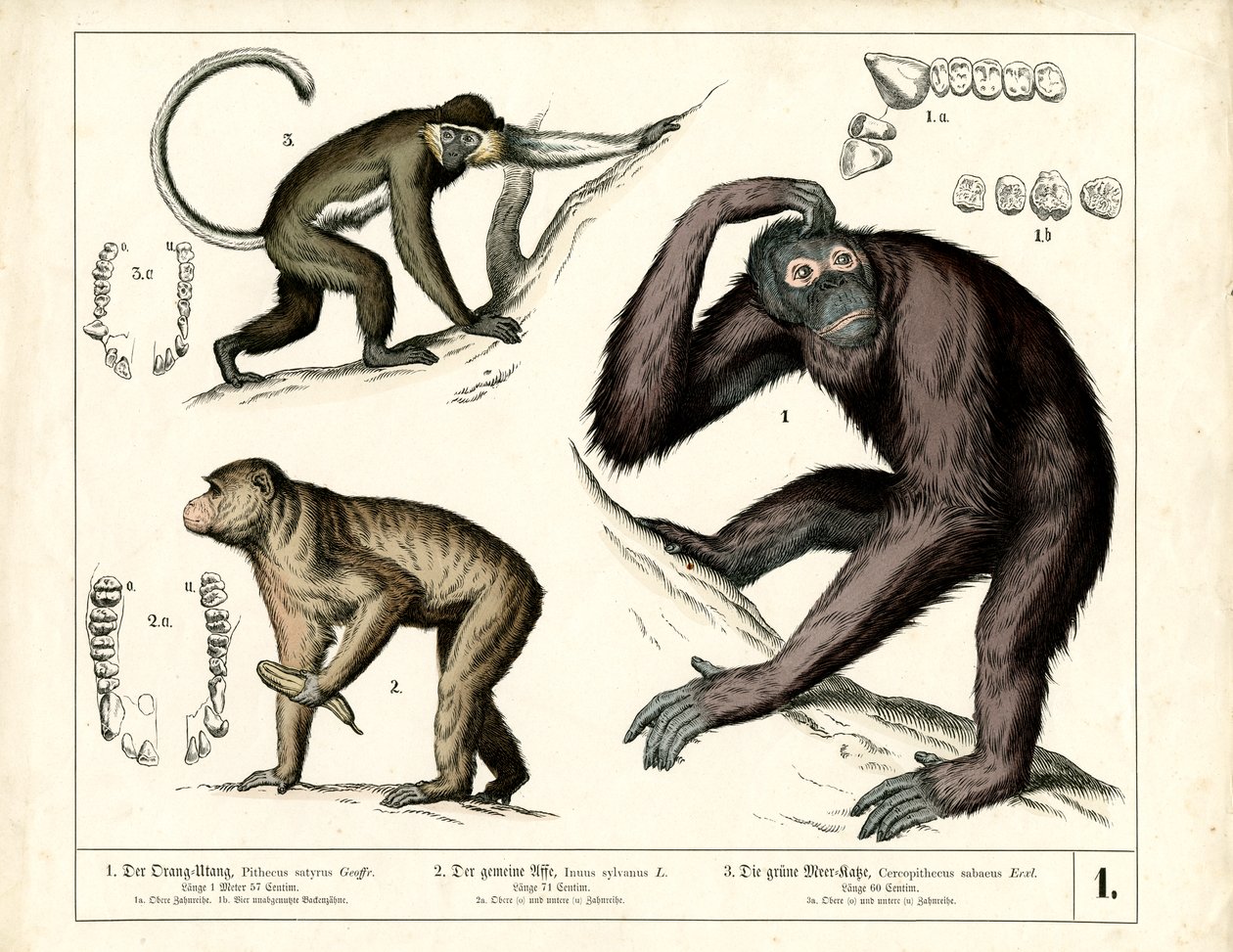 Große Menschenaffen: Orang-Utan, Schimpanse und Meerkatze von Heinrich Leutemann