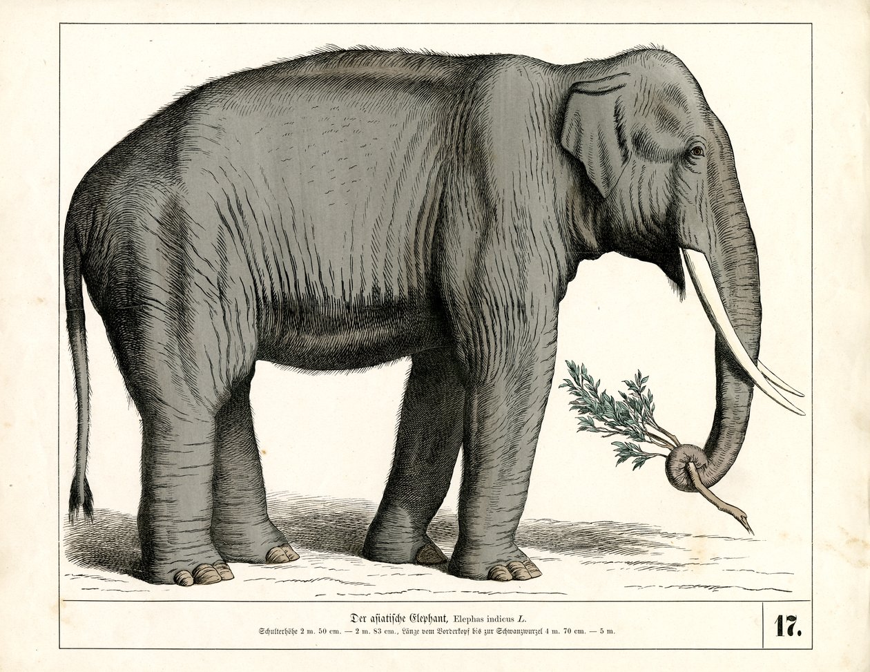 Der Asiatische Elefant von Heinrich Leutemann