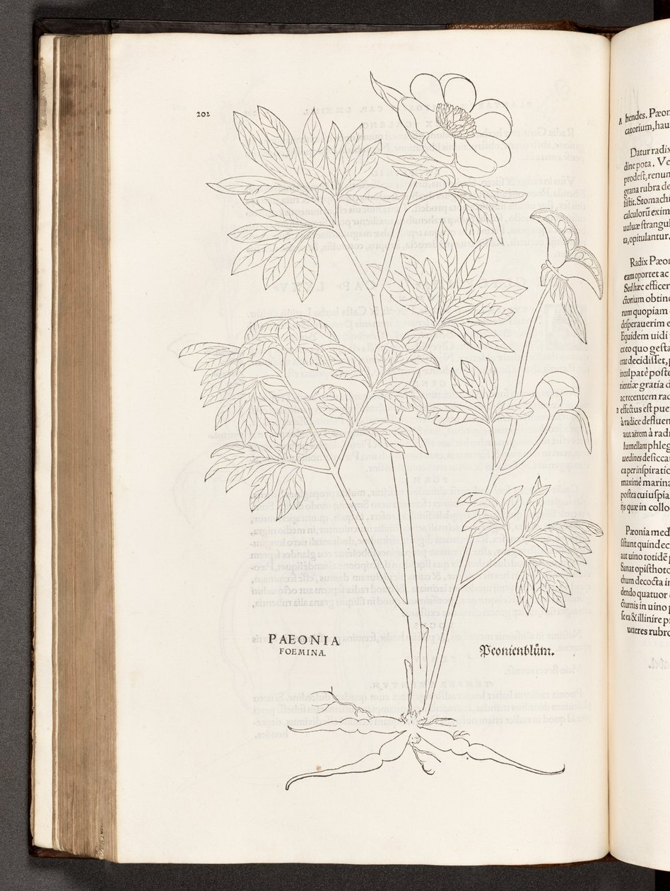 BT3.267.5 S.311 Pfingstrose, Illustration aus De historia stirpium commentarii insignes von Leonhart Fuchs, 1542 von Heinrich and Meyer, Albert Fullmaurer
