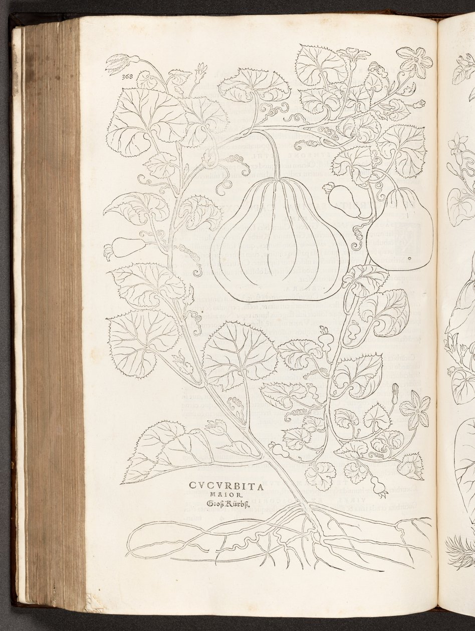 BT3.267.5 S.368 Kürbis, Illustration aus De historia stirpium commentarii insignes von Leonhart Fuchs, 1542 von Heinrich and Meyer, Albert Fullmaurer