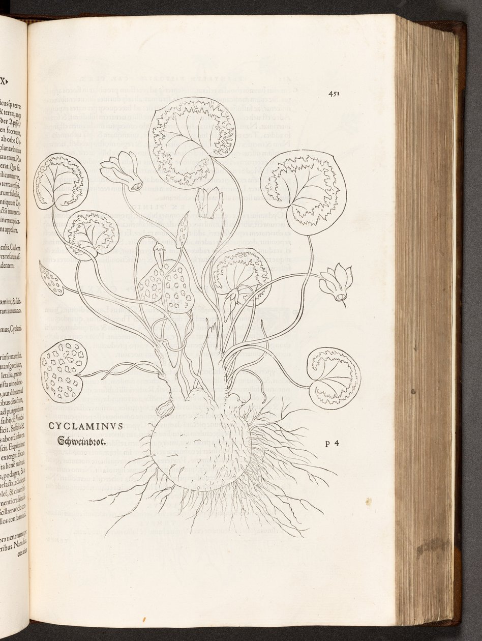 BT3.267.5 S.51 Alpenveilchen, Illustration aus De historia stirpium commentarii insignes von Leonhart Fuchs, 1542 von Heinrich and Meyer, Albert Fullmaurer