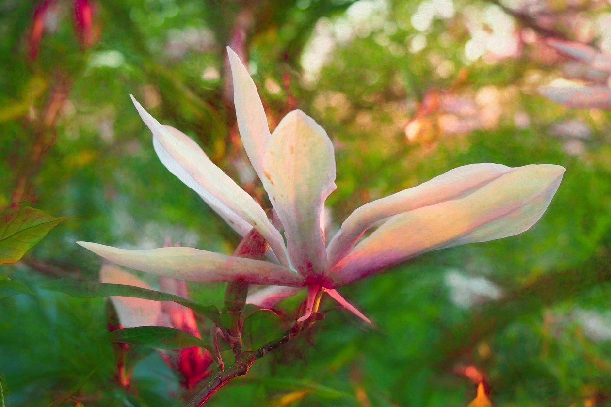 Magnolie, 2018 von Helen White