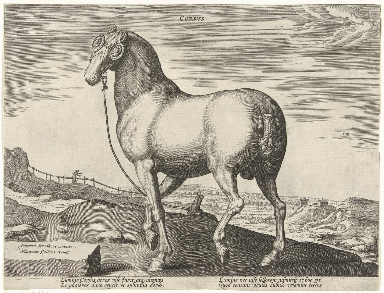 Pferd aus Korsika von Hendrick Goltzius (possibly)