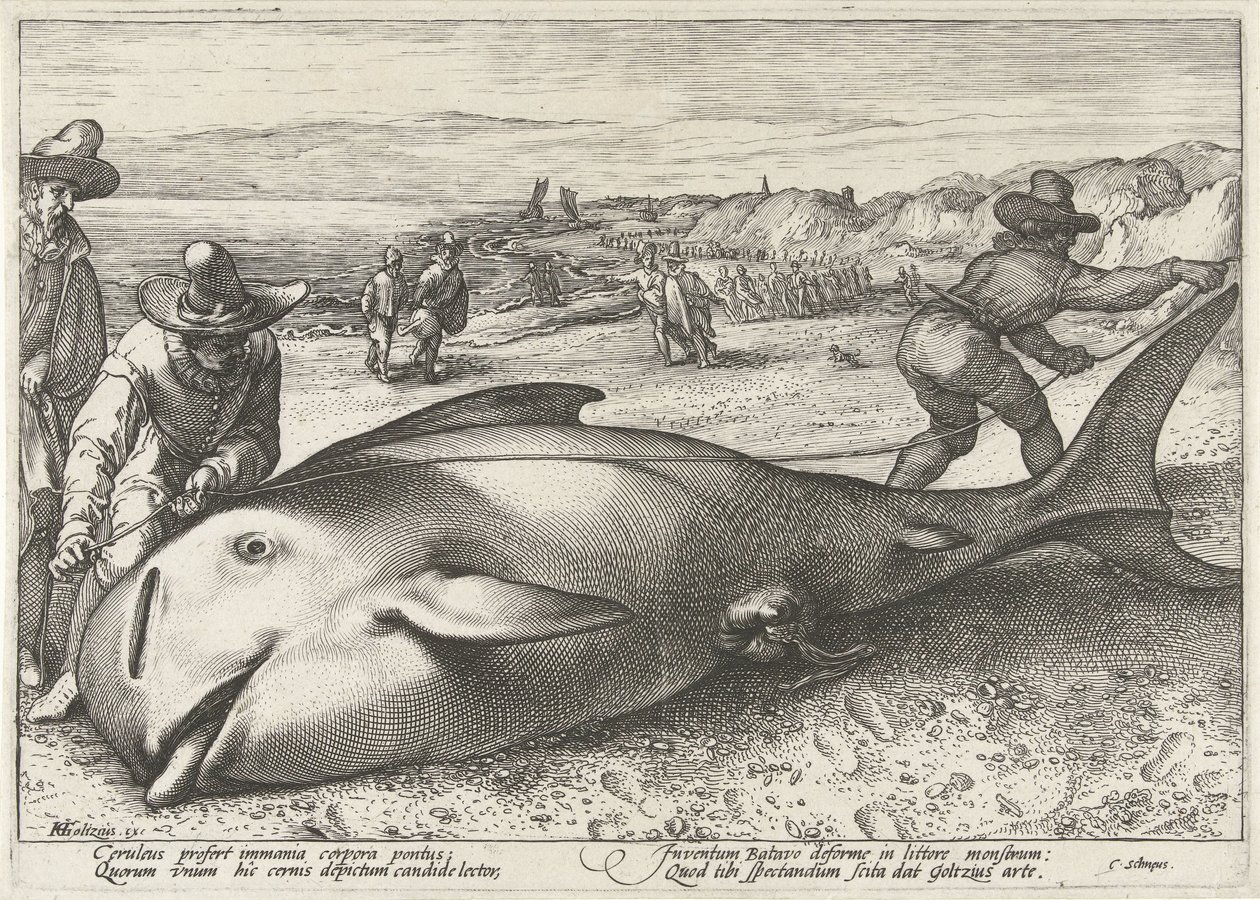 Gestrandeter Grindwal am Strand bei Zandvoort, 1594 von Hendrick Goltzius (workshop of)