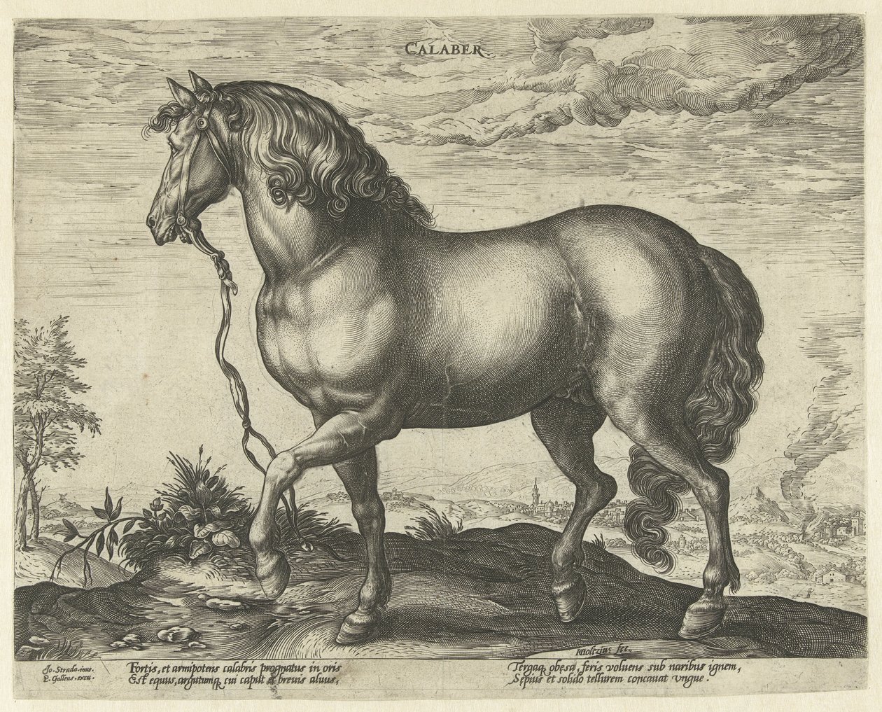 Pferd aus Kalabrien von Hendrick Goltzius