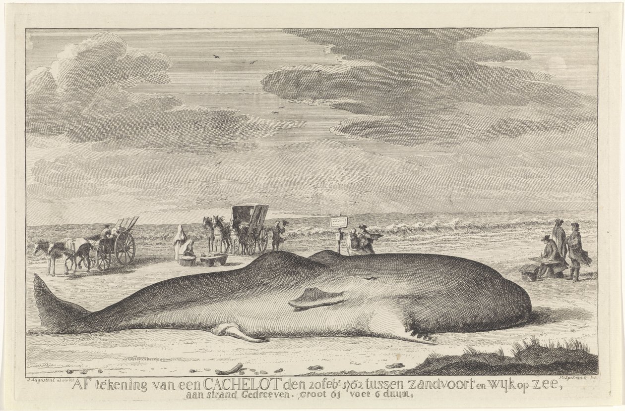Gestrandeter Pottwal von Hendrik Spilman