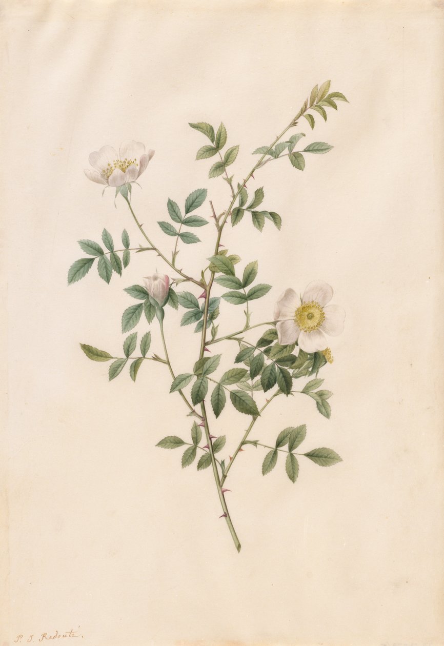 Heckenrose oder Hundsrose Rosa Sepium Rosea, 1817-1824 von Pierre Joseph Redouté