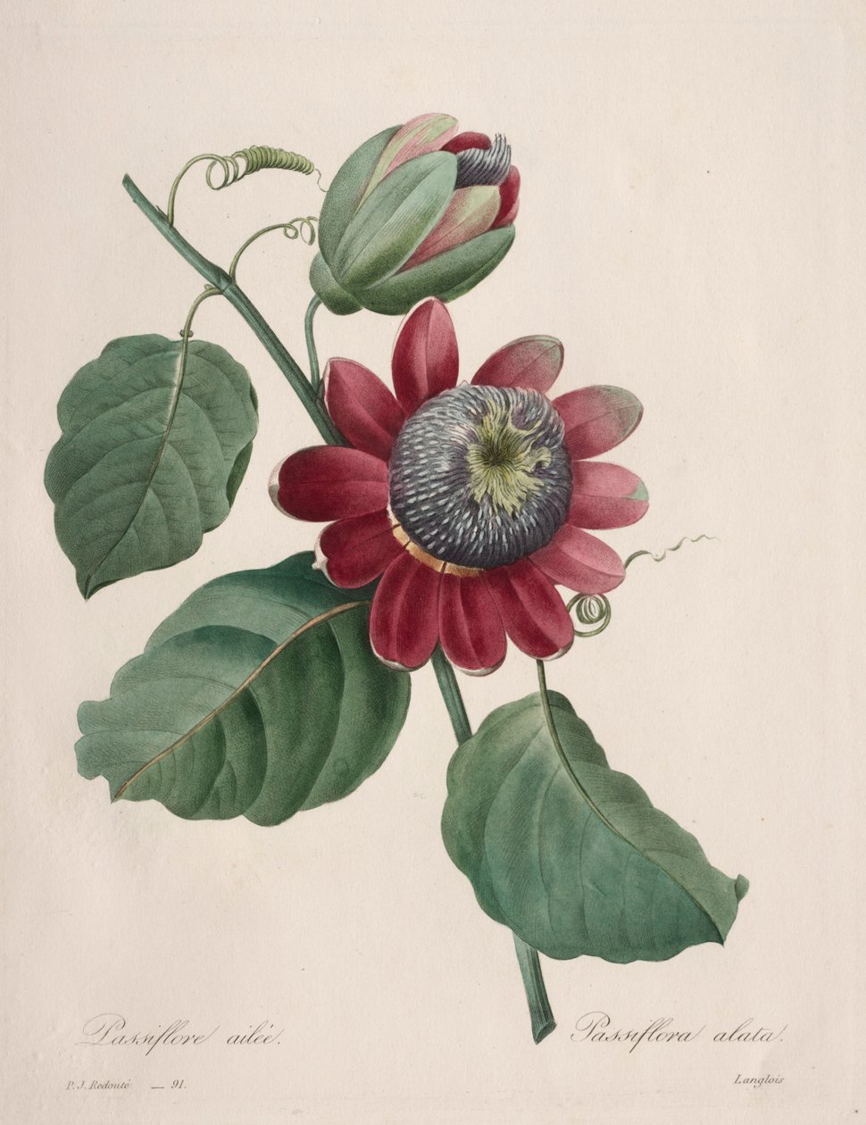 Choix des plus belles fleurs...plus beaux fruits: Passiflore ailee, 1827 von Pierre Joseph Redouté