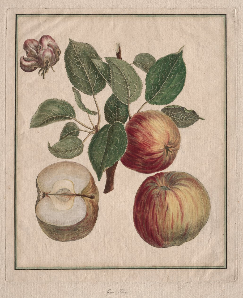Apfel mit Blatt und Blüten von Henri Louis Duhamel du Monceau