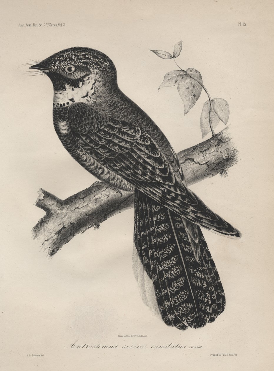 Antrostomus Serico-Caudatus, Lithographie von J.T. Bowen, 1850 von Henry Louis Stephens