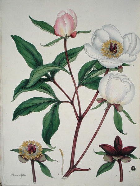 Paeonia Albiflora, aus 