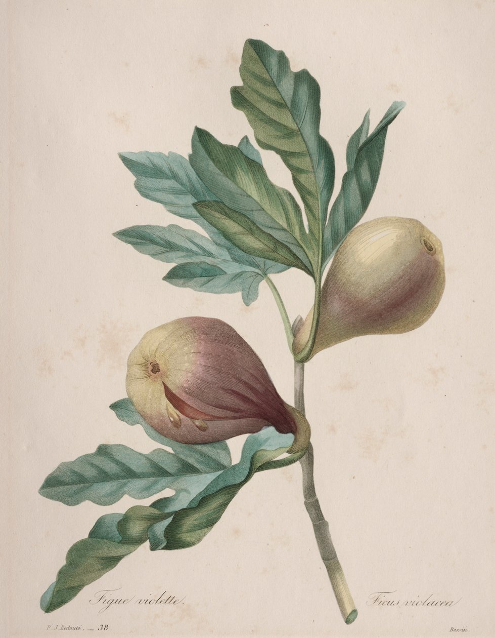 Auswahl der schönsten Blumen...schönsten Früchte: Violette Feige von Henry Joseph Redouté