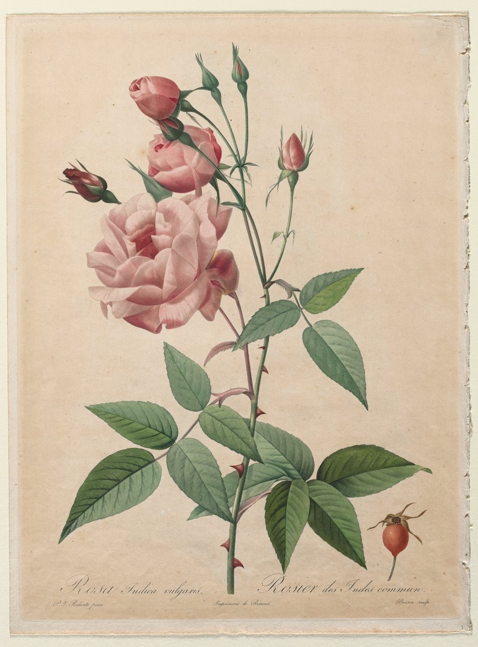 Die Rosen: China- oder Bengal-Rose von Henry Joseph Redouté
