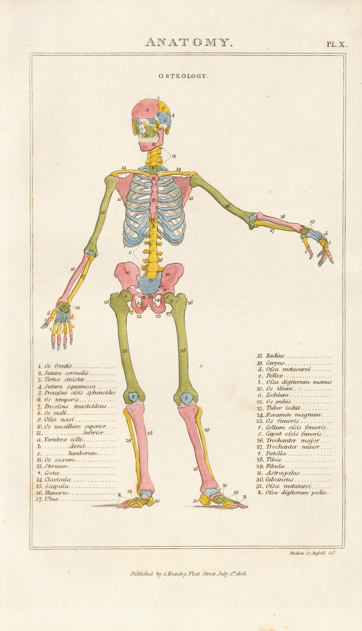 Farbkodiertes menschliches Skelett – Vorderansicht von Henry Mutlow