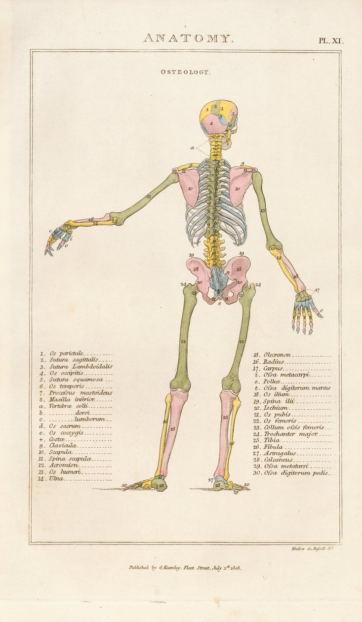 Farbkodiertes menschliches Skelett – Rückansicht von Henry Mutlow