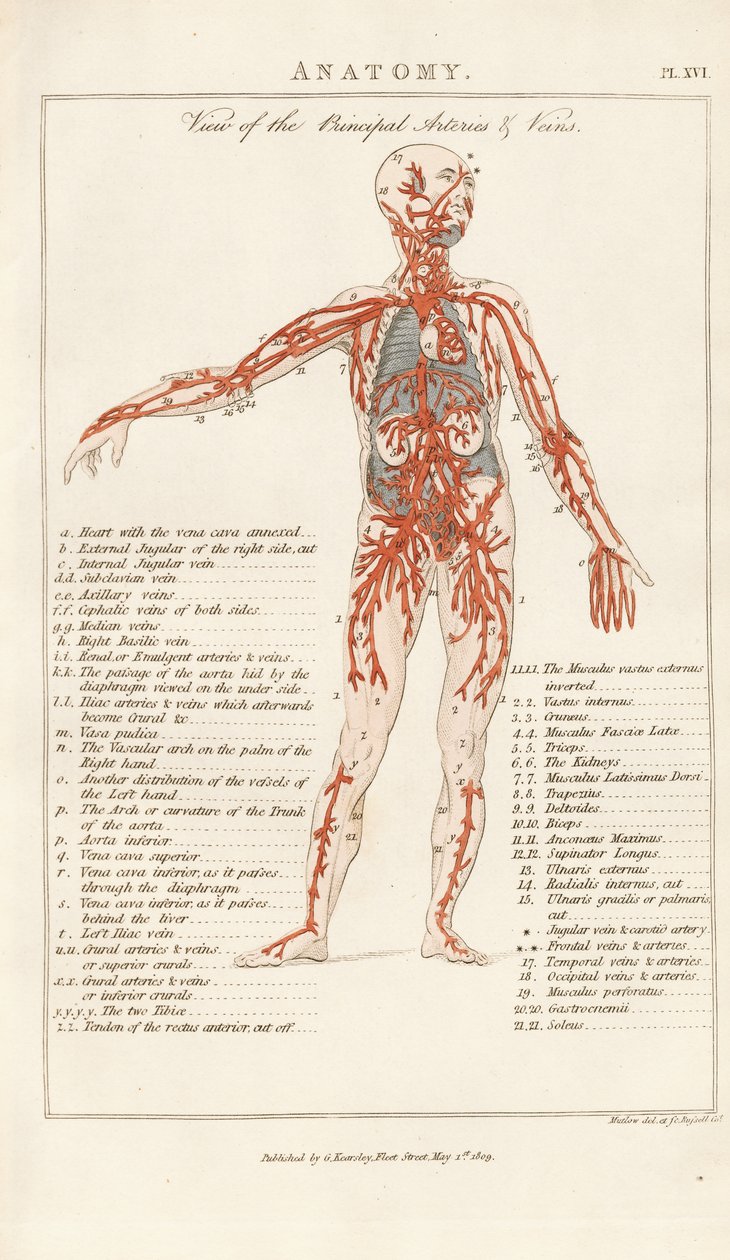 Ansicht der Hauptarterien und -venen von Henry Mutlow