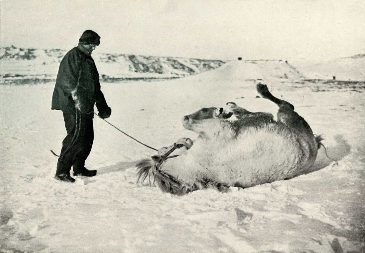 Cherry-Garrard gibt seinem Pony Michael eine Rolle im Schnee, ca. 1911, 1913 von Herbert Ponting