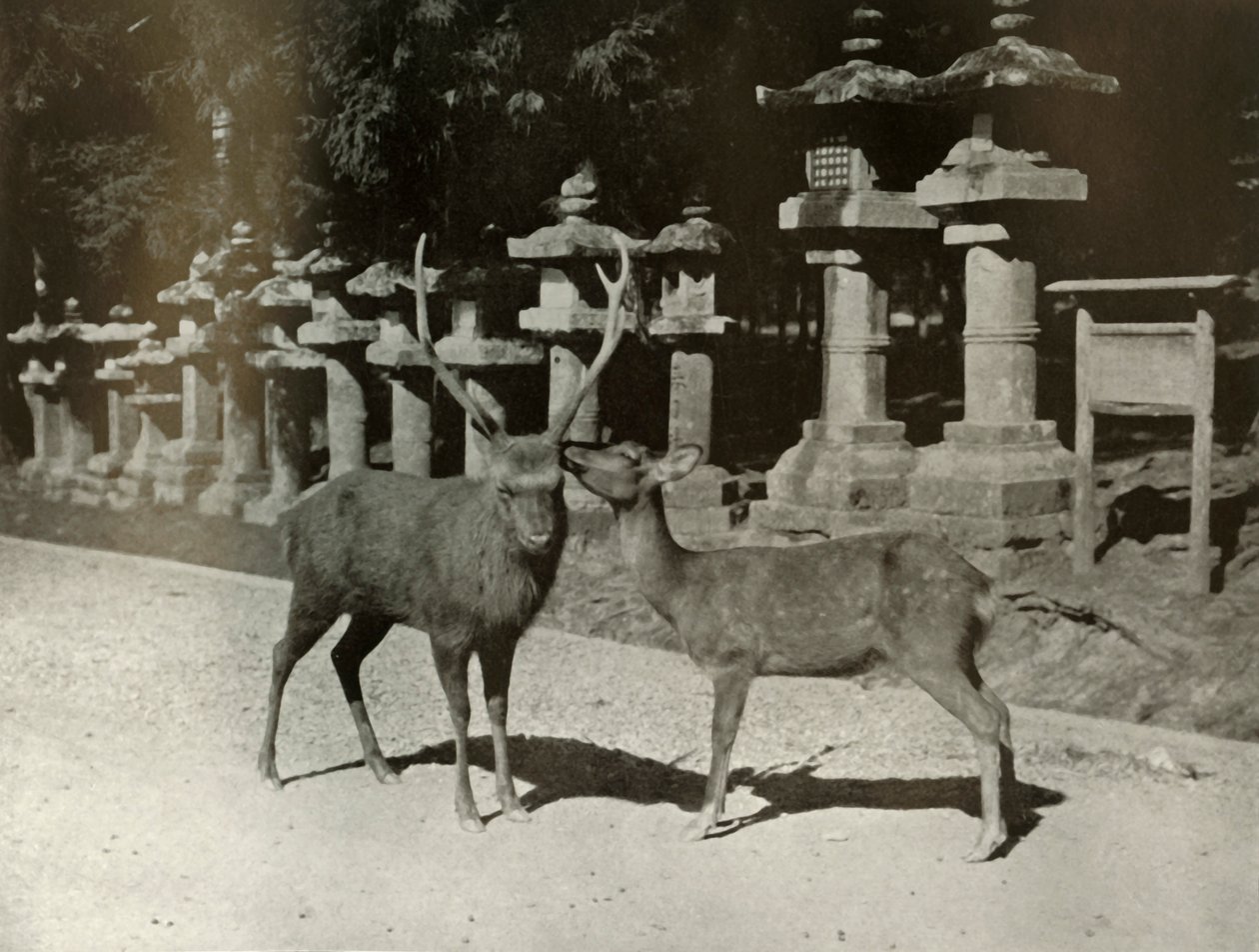 Mein Lieber! Eine Studie in Nara, 1910 von Herbert Ponting