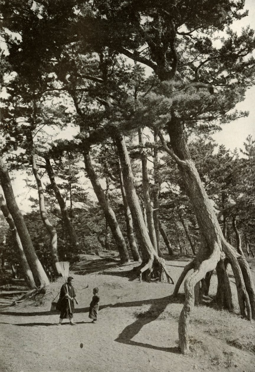Die Kiefern von Shizu-Ura, 1910 von Herbert Ponting