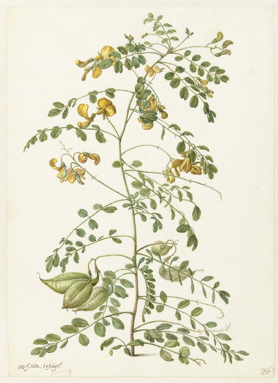 Blazenstruik und Pekanjers von Herman Saftleven