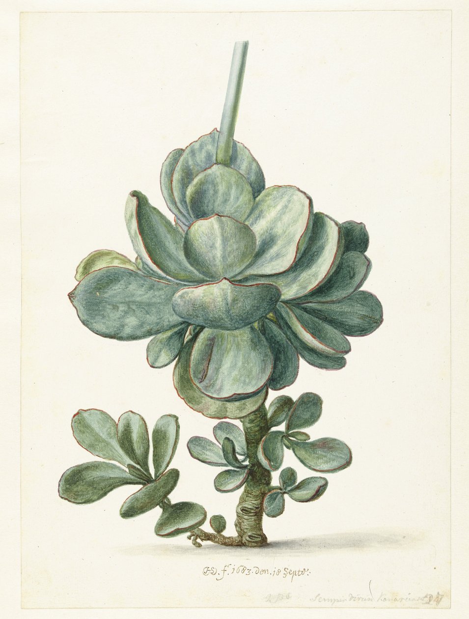 Sukkulente (Cotyledon orbiculata?) von Herman Saftleven
